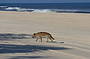 Dingo on Fraser Island