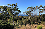 Views from your deck into the bushland and waterways