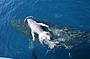 Brisbane Whale Watching - Brisbane Transfers included