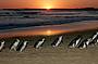 Penguins start arriving at sunset at the penguin parade