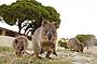 Rottnest Island Quokkas - Furry Friends