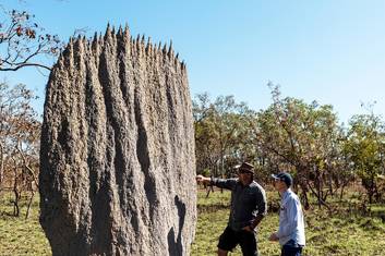 Magnetic termite Mounds - endemic species